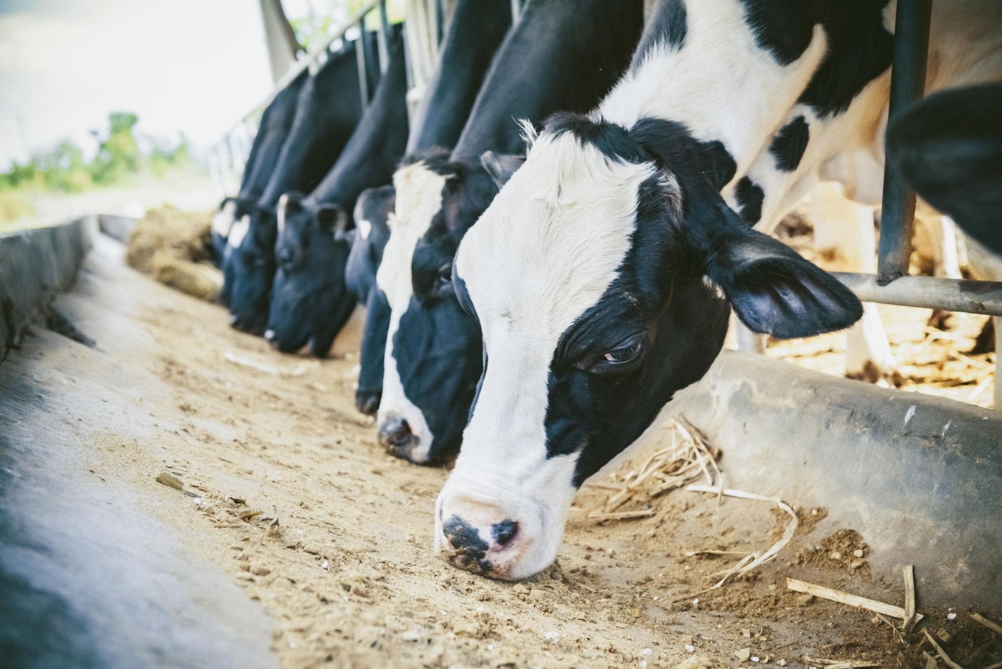Dairy Cow Nutrition